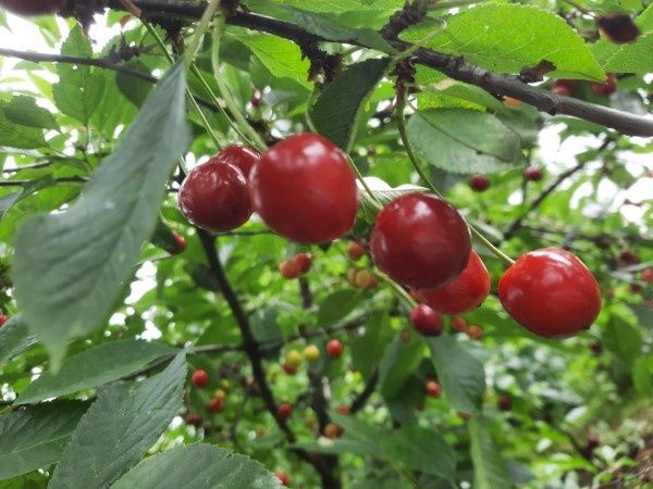 Как правильно подкармливать плодовые деревья: советы и рекомендации