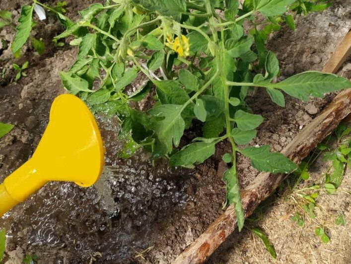 Уход за овощами в жару: советы по поливу и спасению растений