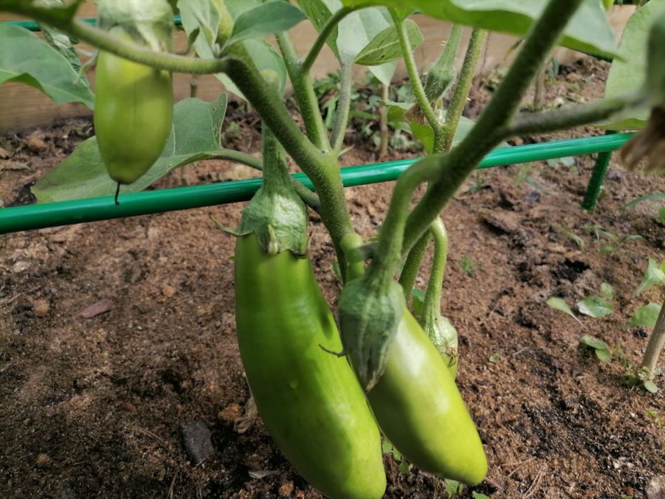 Почему желтеют листья баклажанов и как понять, что овощ готов к уборке?