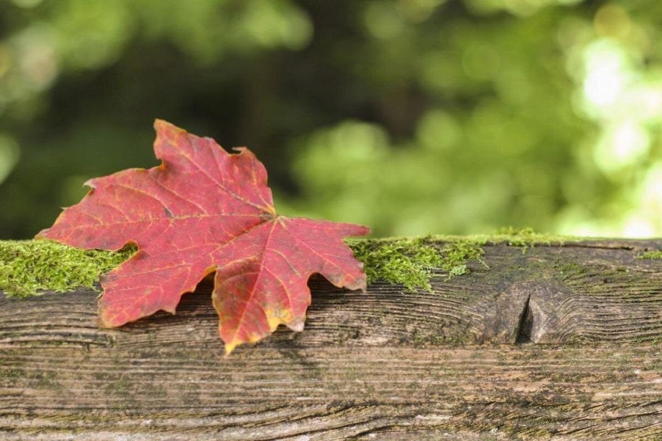 �������� � ������� 17 ��������: ��� ����� ������