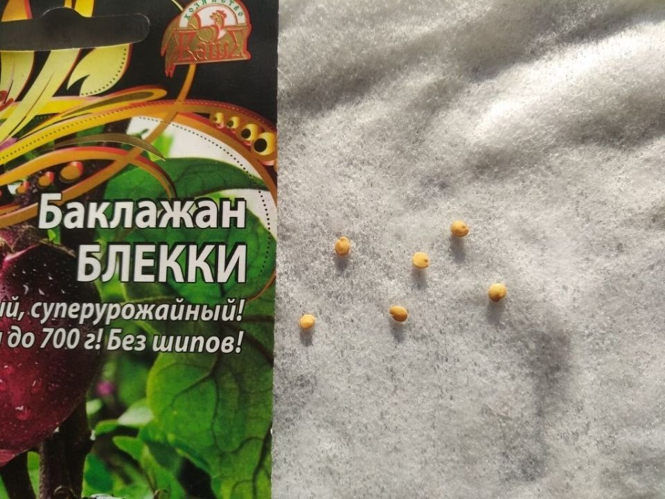 Как правильно проверить семена на всхожесть и избежать разочарований