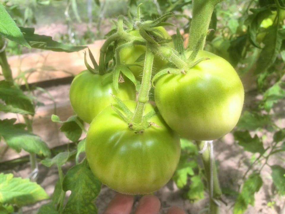 ��� ��������� �� �������� � �������: ������� ������ � ���������