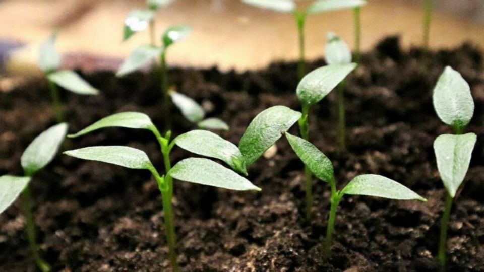 ��� � ����� ������ �� ������� � ������� 2026 ����: ������ ��������� ��� ������, ������ � ����