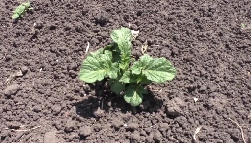 Полезные советы для огородников: как правильно подкармливать овощи