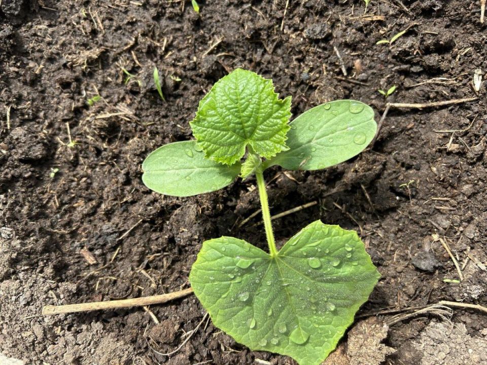 ��� ������ ������� ������� �������� ����� ������