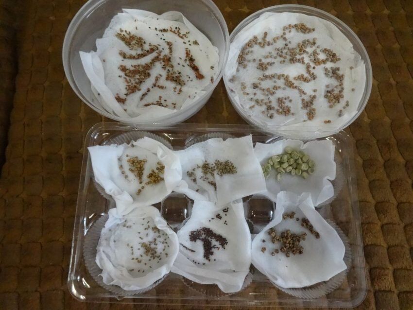 ��� ��������� ����������� �� �����������: ��������� ������� �������� ������