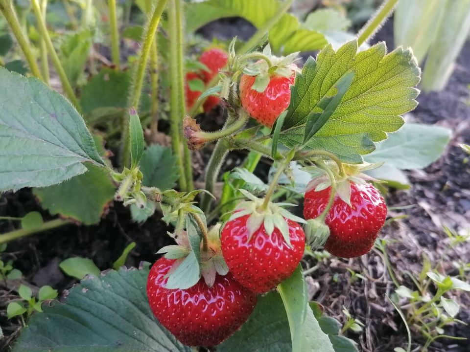 Эффективные способы выращивания земляники: от ленивого до интенсивного подхода