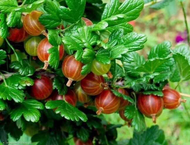 Крыжовник: выбор лучших сортов для вашего сада