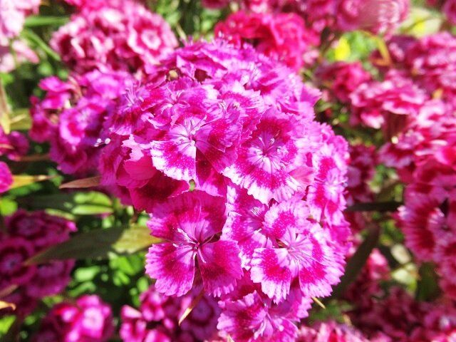 ����������� �������� �������� �� �����: ��� �������� ������� ��������