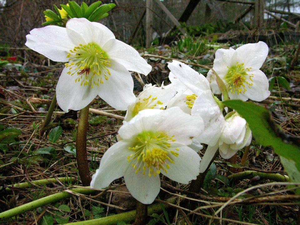 Морозники: Красота и Удивительные Секреты Их Выращивания