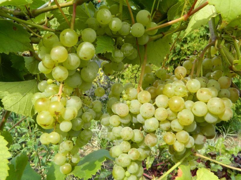 �������� �� ������������: ������� �������� �����