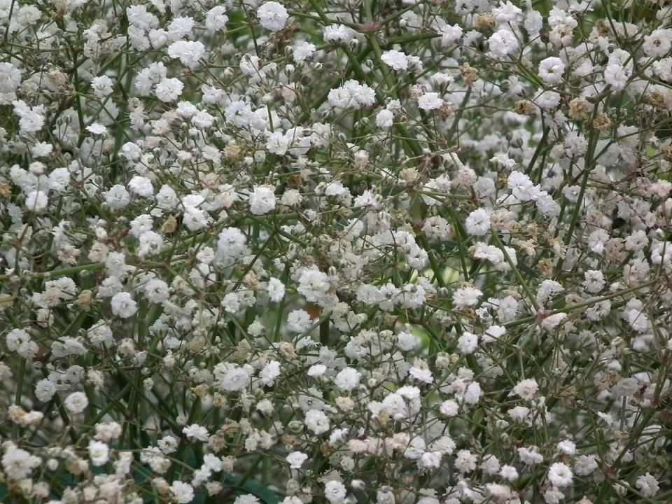 ���������: ������� ����� � ���������� ��������� ��������