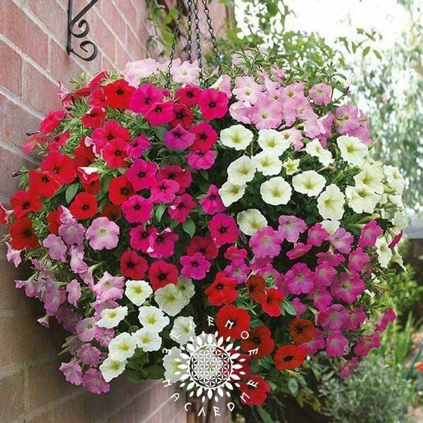 �������� ��� �� �������: ������� ���� �� Green Legacy