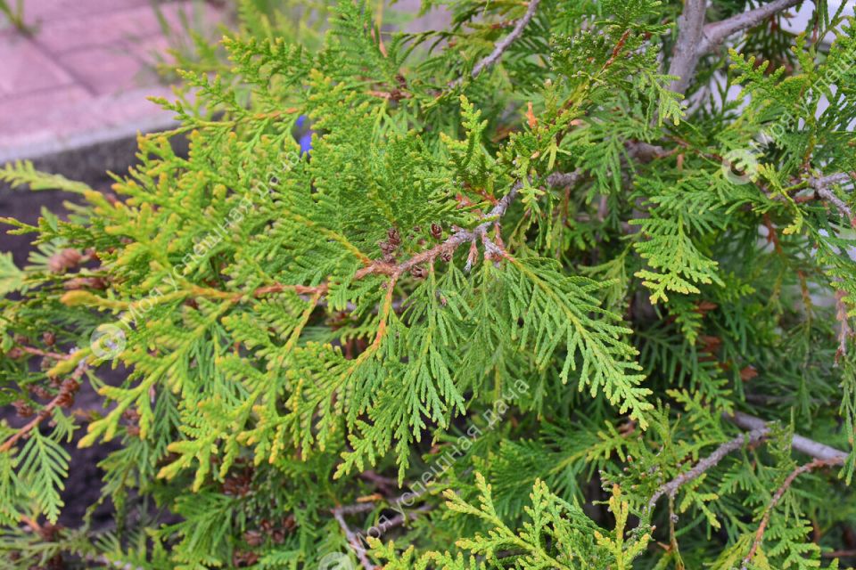 ������ ��� ������� � ��� ������� �� ��������