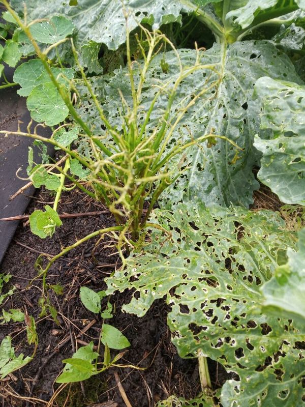 Эффективные методы борьбы со слизнями на вашем участке