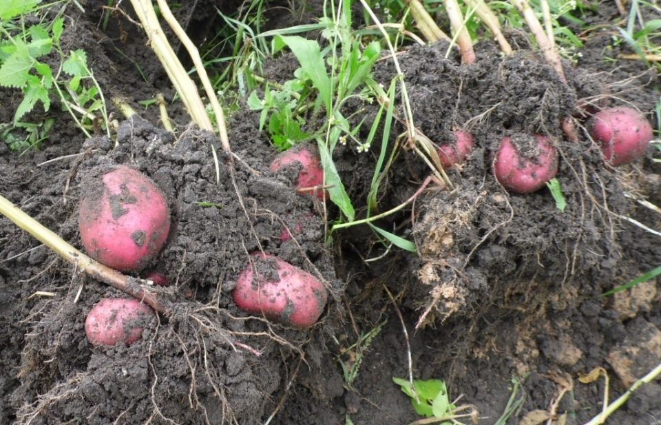 Почему картофель «Шарвари Пирошка» и еще 10 сортов завоевали популярность?