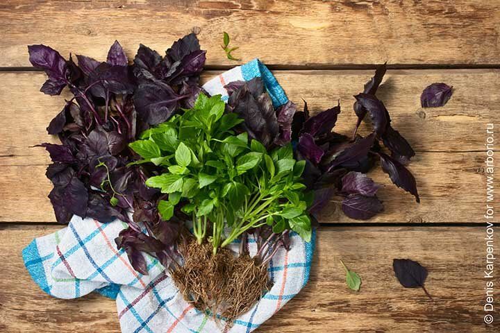 �������: ������������� ����� � ����������� �����