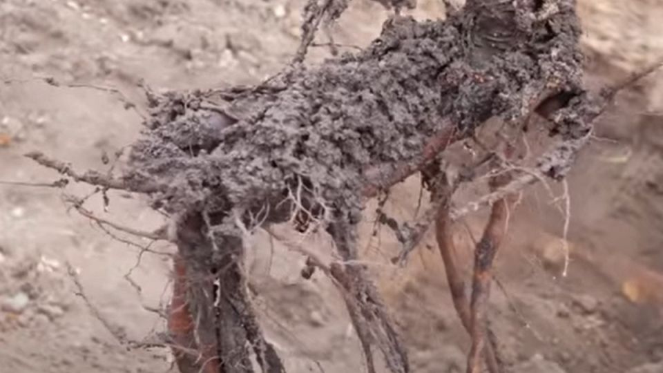 ��� ��������� �������� ������� ��� ������ ����: ������ ��� �������� �������