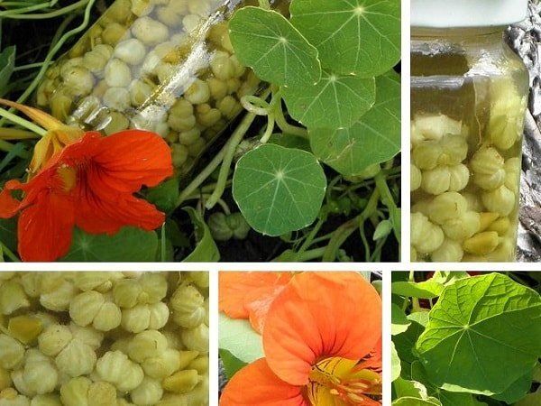 Настурция: немногие знают о ее удивительных свойствах и противопоказаниях