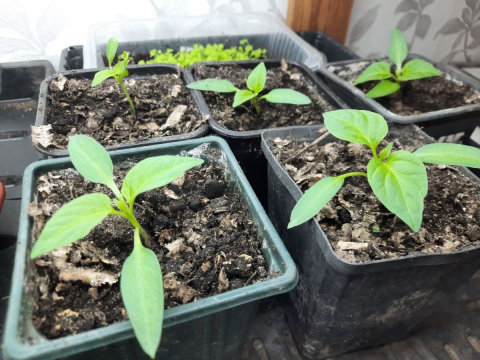 Пикировка растений: что важно знать новичкам